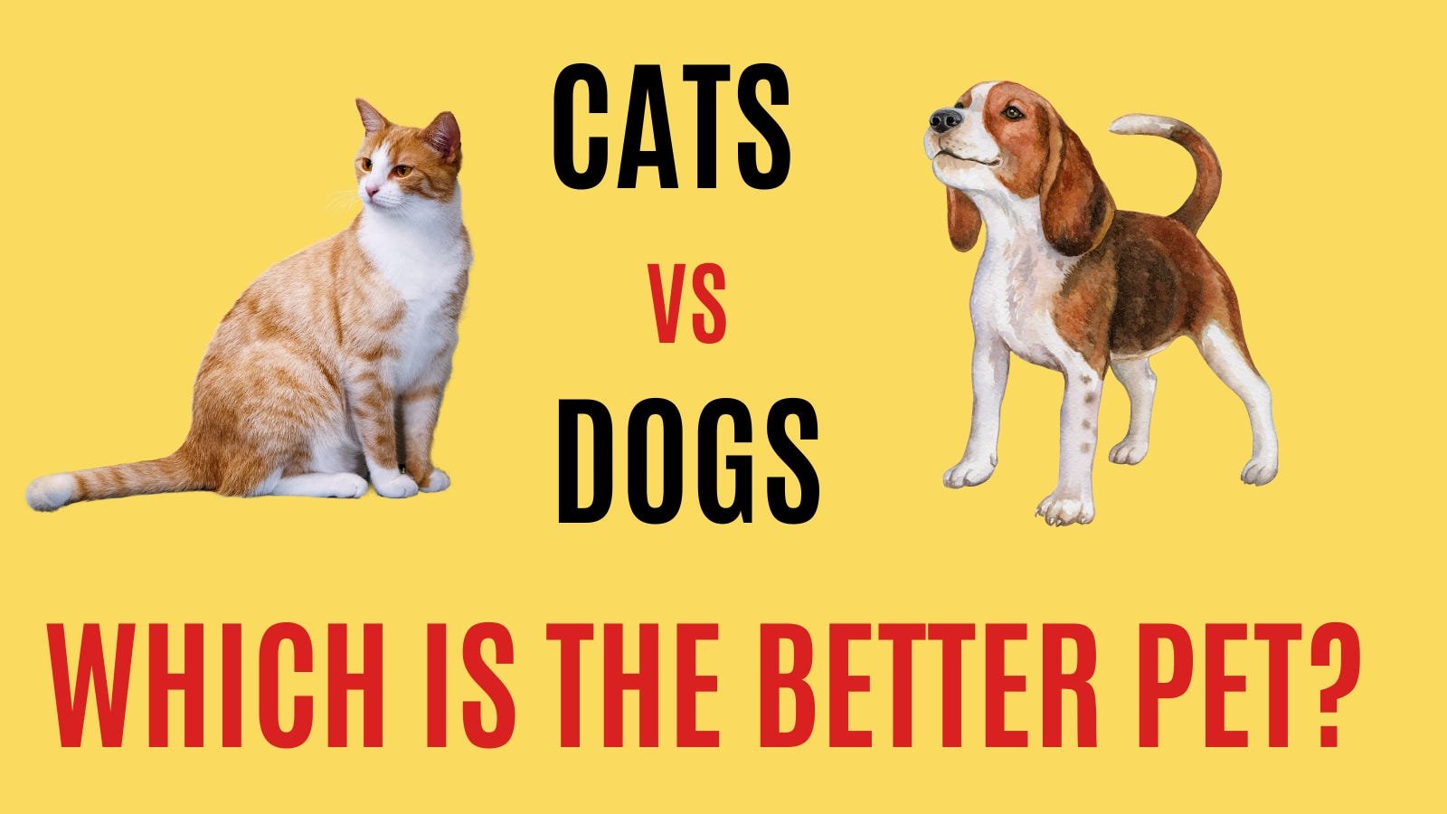 Why Cats Are Better Than Dogs