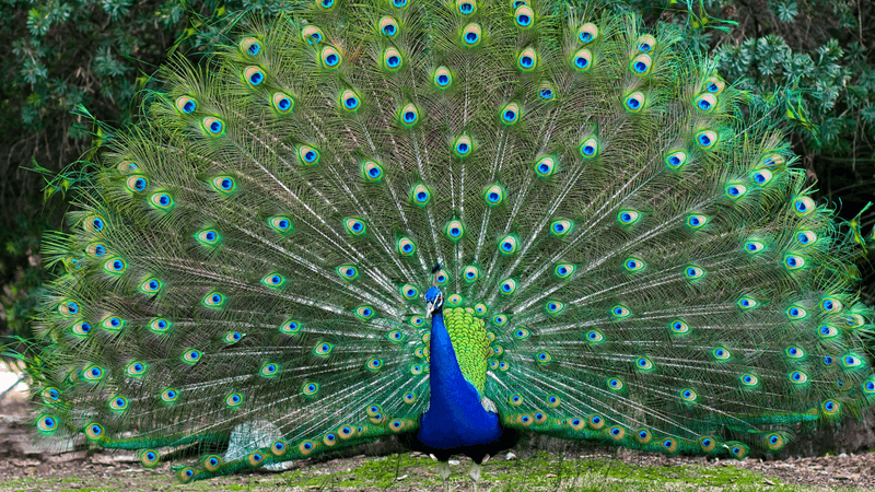 Do Peacocks Fly? Unraveling the Mysteries of These Majestic Birds