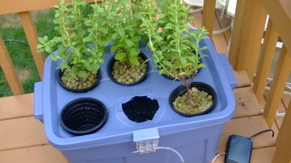 Creating Your Own DIY Hydroponic System